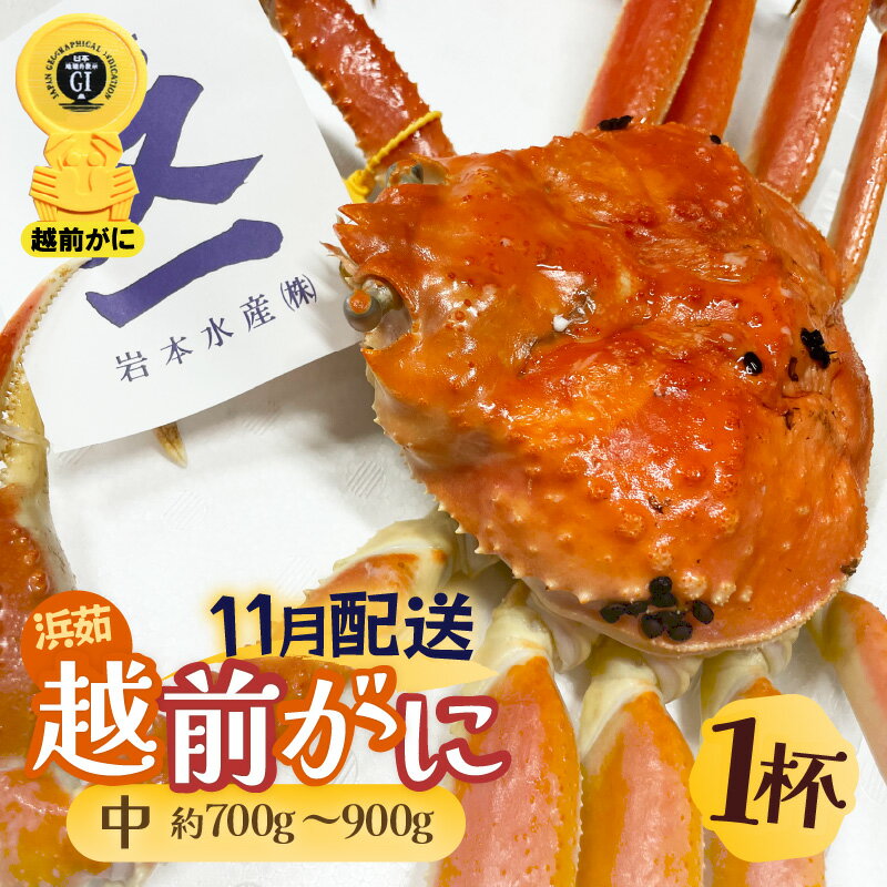 【ふるさと納税】≪浜茹で≫越前がに 中サイズ（生で約700〜900g） × 1杯 越前蟹の印 タグ付きでお届け【雄 ズワイガニ 越前ガニ 姿 ボイル 冷蔵 かに カニ 蟹 福井県】【11月発送分】希望日指定可 備考欄に希望日をご記入ください [e72-x002_11]