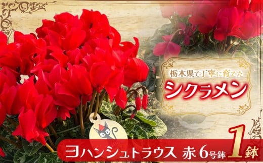シクラメン ヨハンシュトラウス（赤）6号鉢 | 鉢植え 花 園芸 イリュージア ドラゴン シューベルト ドリームパープル ドリームピンク クリスマス 贈り物 ギフト 室内インテリア 栃木県 下野市 送料無料