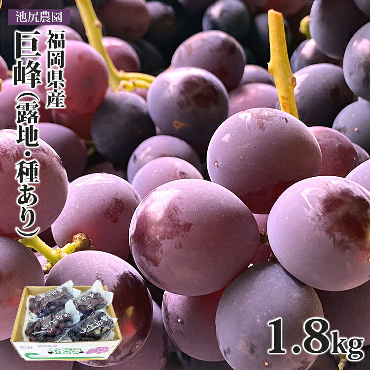 【ふるさと納税】福岡県産 巨峰（露地・種あり・1.8kg）ぶどう ブドウ 葡萄 フルーツ 果物 種あり 露地 福岡県産 福岡 久留米 田主丸 池尻農園 旬 濃厚 甘い コク 果汁 芳醇 香り ギフト 贈り物 贈答 プレゼント【2026年8月中旬以降順次発送】