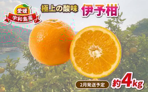 愛媛みかん 伊予柑 4kg 家庭用みかん 協徳ガーデン 先行予約 予約受付 いよかん 蜜柑 mikan 愛媛みかん 愛媛蜜柑 愛媛ミカン 柑橘 果物 くだもの 愛媛県産 ミカン 宇和島みかん フルーツ 数量限定 産地直送 農家直送 数量限定 国産 愛媛 宇和島 B010-178003