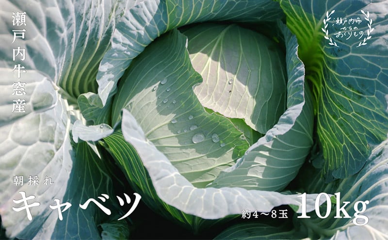 
            瀬戸内 牛窓産 キャベツ 約10kg（4～8玉） 野菜 [№5735-1030]
          
