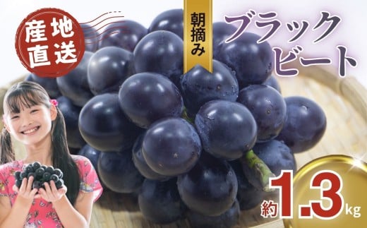 【先行予約】ぶどう ブラックビート 約1.3kg 黒ぶどう | 朝摘み直送 ブドウ 葡萄 フルーツ 甘い 人気 おいしい お取り寄せ スイーツ 甘い ご褒美 国産 真岡市 栃木県 限定 送料無料