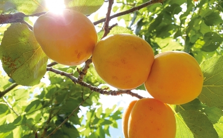 杏「八助」の梅漬け【梅乃助】150g×3個セット(計450g) 青森県産