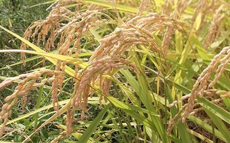 75-7N031新潟県長岡産コシヒカリ3kg（特別栽培米）【2025年9月下旬～10月下旬発送】