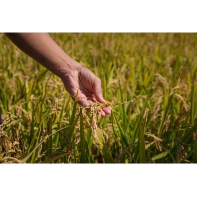 ふるさと納税 北斗市 特別栽培米(白米)ゆめぴりか9kg(4.5kg×2)[令和6年北斗市産] |  | 01