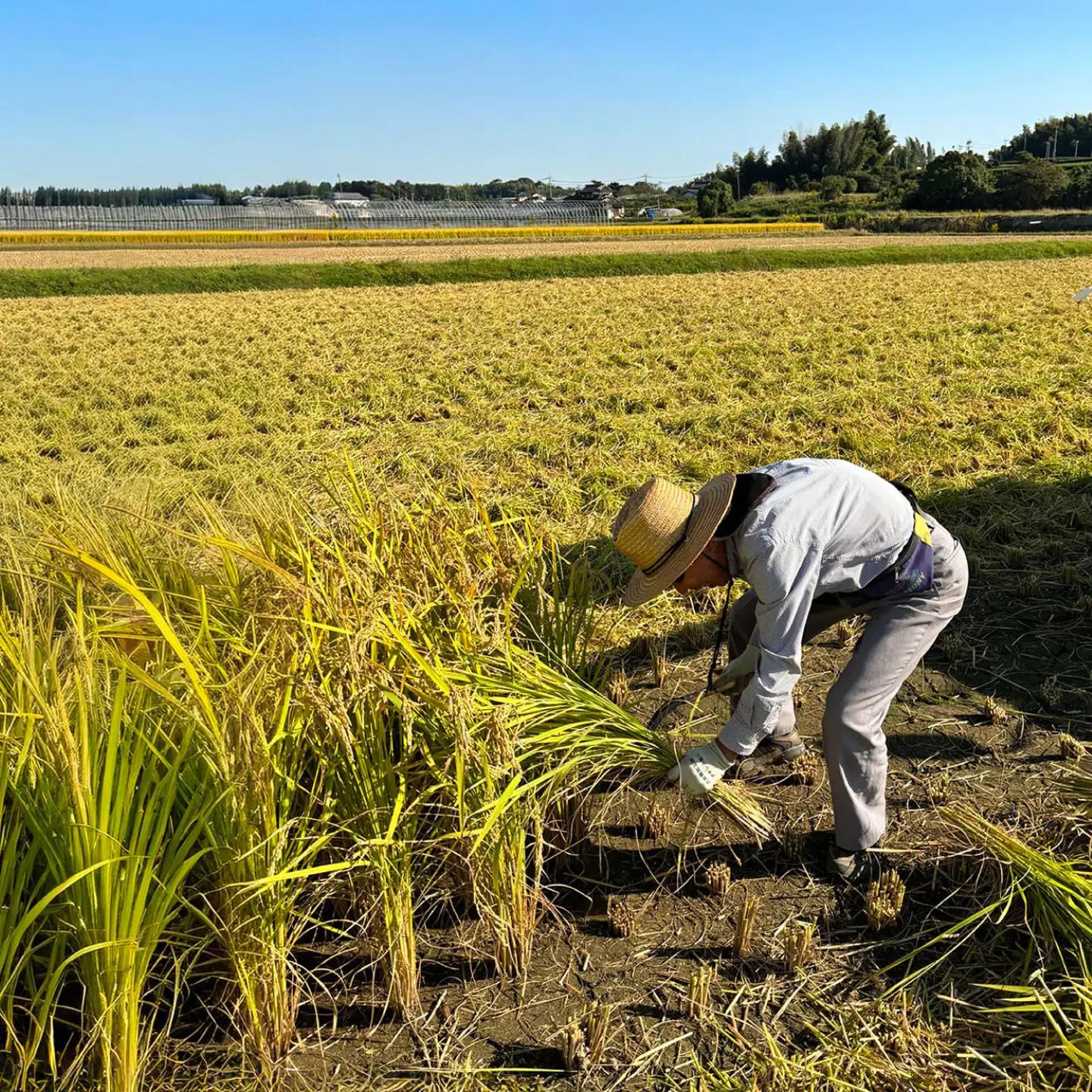野田さんちのお米 元気つくし 10kg 広川町 / 広川いちご園[AFCO001]