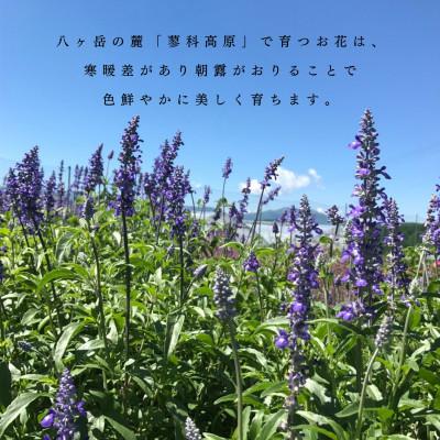 ふるさと納税 茅野市 信州八ヶ岳の麓から贈るドライフラワーウォールハンギング(ラムズイヤーホワイト) |  | 03