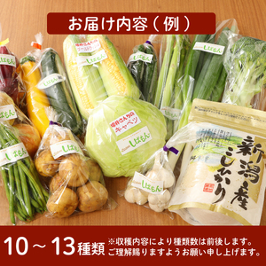 C17_01  【年３回お届け】ｔｅａｍしばもん 季節の野菜セット