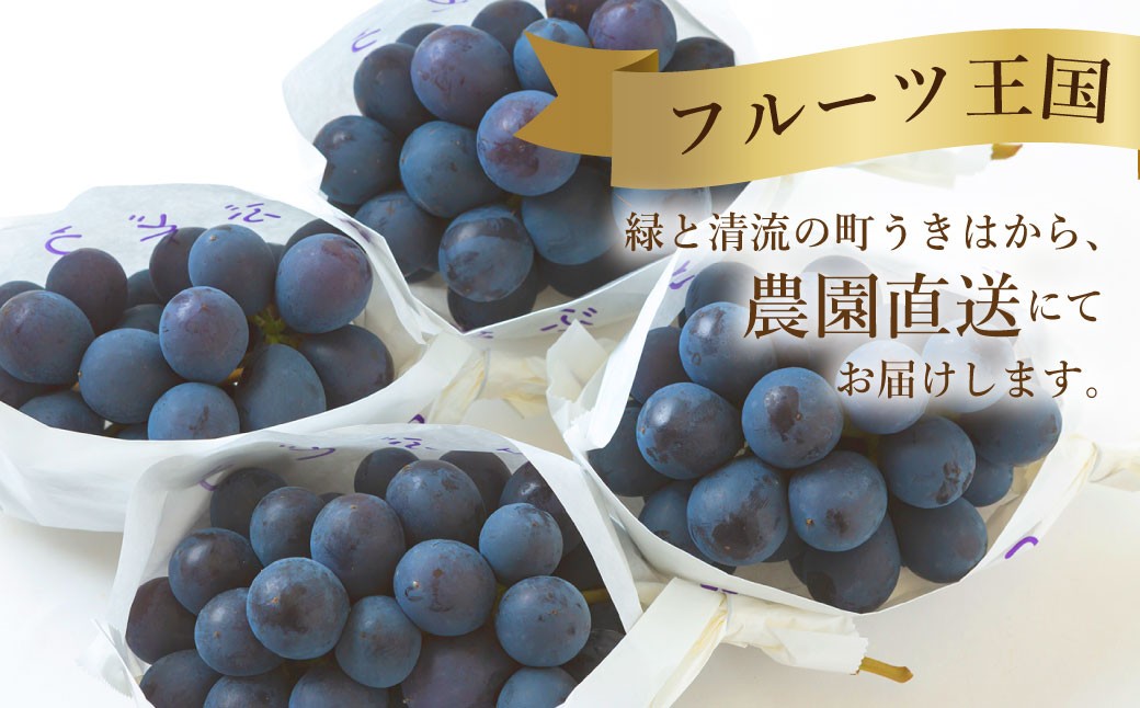 BKシードレス 4～5房 （約2kg）