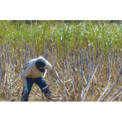 ふるさと納税 中種子町 種扇糖　300g×10個 |  | 03