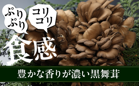 飛騨舞茸と佃煮のセット(飛騨舞茸 600g ・舞茸の佃煮 600g（100g×6袋））マイタケ まいたけ キノコ TVで紹介された品 テレビで紹介 テレビで放送【60-1】