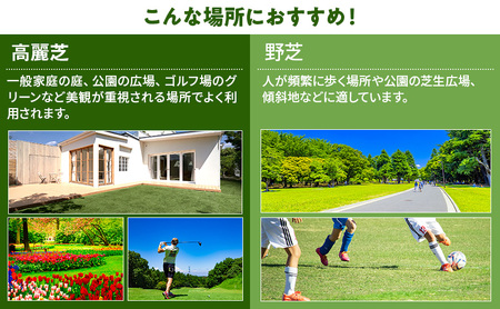 裾野芝（野芝）20ロール（20m2）単位　芝 芝生 ガーデニング DIY 庭 天然 天然芝 最高級 裾野市 静岡県