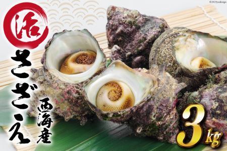【能登半島 漁協直送！】活 サザエ 計3kg前後 [JF西海 石川県 志賀町 AM4236] さざえ サザエ 期間限定 魚介 海鮮 浜焼き つぼ焼き バーベキュー