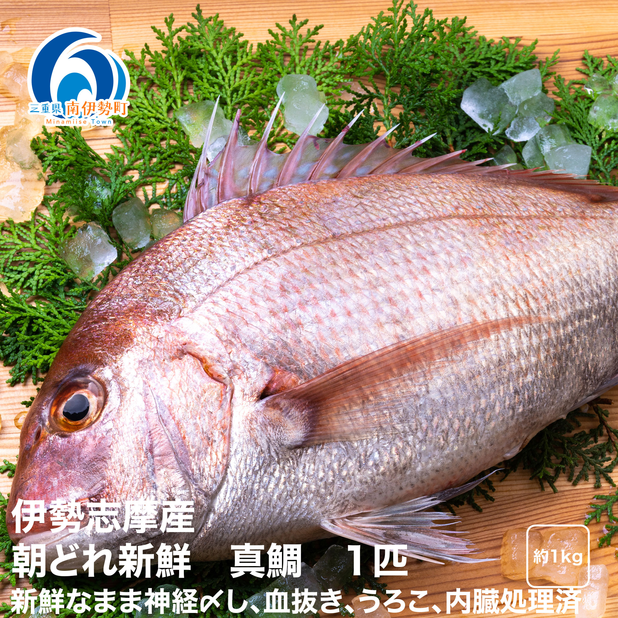 【ふるさと納税】（冷蔵） 鯛 1匹 朝どれ 内蔵処理済み 伊勢志摩産 城水産 真鯛 まだい たい tai 新鮮 魚 魚介 海鮮 海産物 海 特産品 海の幸 真空チルド 刺し身 塩焼き 丸焼き 煮付け 尾頭付き 産地直送 国産 三重 南伊勢 伊勢志摩