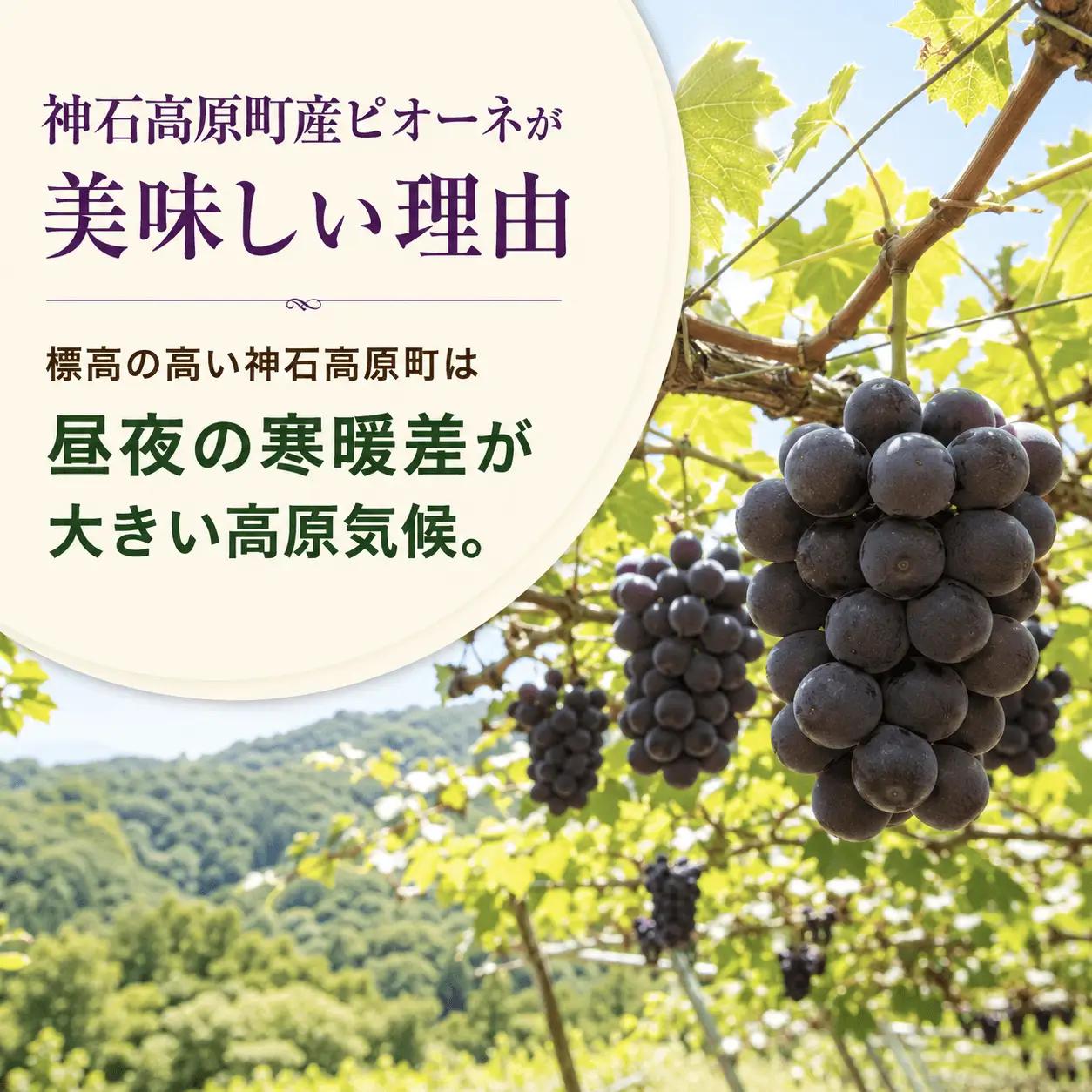 ＜訳あり＞ 家庭用ピオーネ 約1kg｜味はそのまま・ご家庭用におすすめ（チルド配送）《9月中旬-10月下旬出荷予定》期間限定 フルーツ 果物 ぶどう ブドウ 神石高原町 広島県