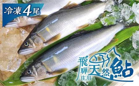 白川村産 飛騨庄川の天然鮎 4尾 18cm以上 鮎 S509_4bi