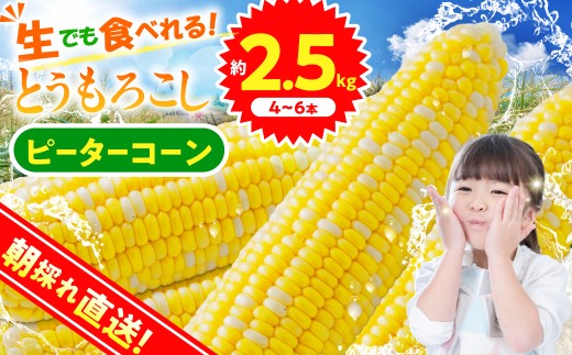 ★2027年先行予約★富士北麓忍野村の気候、水、自然で作られた朝採りトウモロコシ《ピーターコーン》4本～6本（約2.5kg）