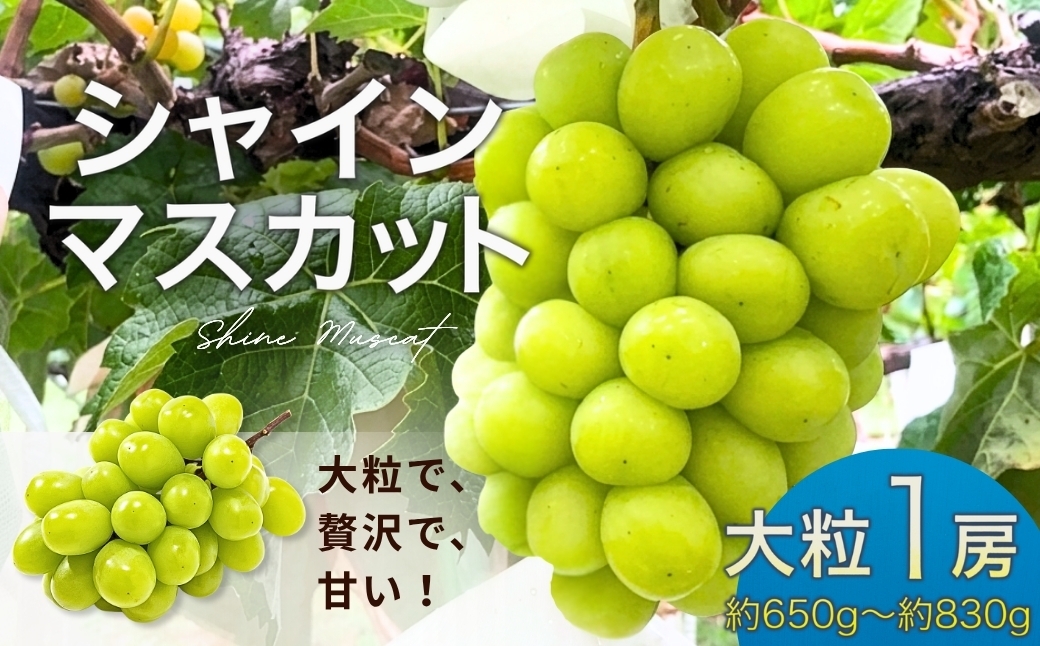 
                  【2026年先行予約】シャインマスカット 大粒(約650g~約830g×1房) | 果物 フルーツ 白ぶどう 葡萄 ブドウ 種無し 種なし 皮ごと 千曲市 長野県 信州
                