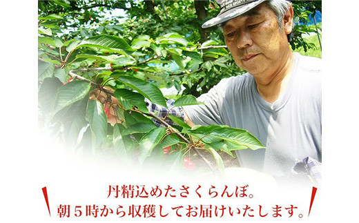 《先行予約 2026年6月中旬発送》山形県産さくらんぼ紅秀峰 秀品 2L玉 500gパック 化粧箱入り FSY-0008