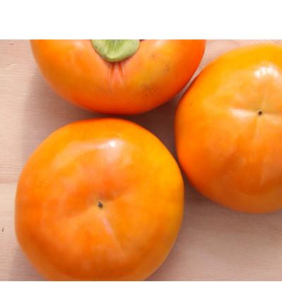 ふるさと納税 大野町 岐阜県大野町産　富有柿　3L　10個入り