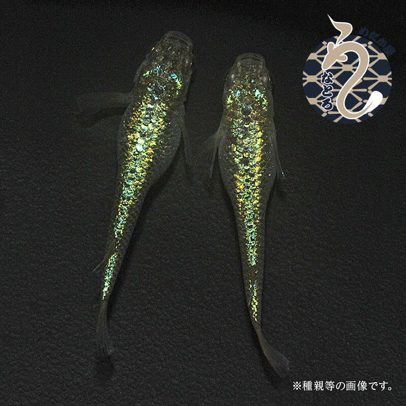 クレパトシアン