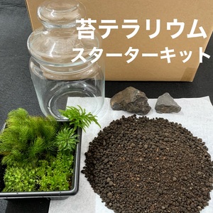 こけ専門農家直送!!苔テラリウムスターターキット 牧之原市 静岡