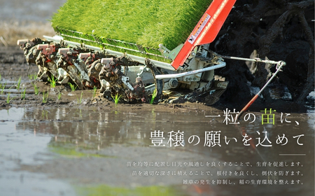 新潟県産コシヒカリ 1等米 10kg 2025年産コシヒカリ 三条市保内産こしひかり 精米 白米 令和7年産 米 【034S031】