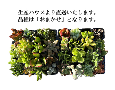 多肉植物 おまかせアソート 48苗セット_FC05