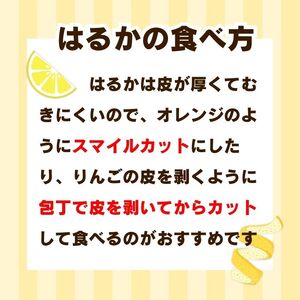 先行受付 訳あり はるか 5kg 【発送時期 1月中旬～3月】 なくなり次第終了 柑橘 かんきつ 期間限定 みかん 蜜柑 冬 糖度 傷 不揃い みかん職人武田屋