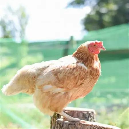 天馬夢のハッピーエッグ　6個_卵・乳製品 卵  たまご タマゴ 玉子_【配送不可地域：離島・沖縄県】【1594978】