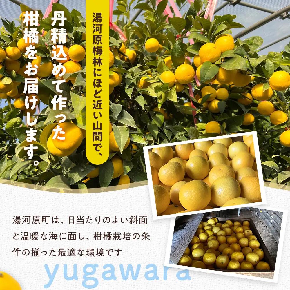 【希少フルーツ】甘ウマ☆小玉・湘南ゴールド(2Sサイズ)　2kg　2027年2月下旬～3月中旬頃発送予定 | 湯河原町 小玉 2Sサイズ 2kg 種なし 柑橘類 地域特産品