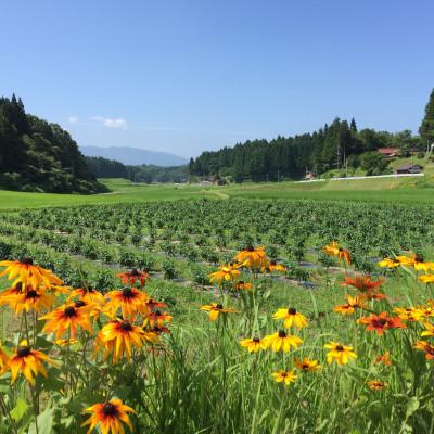 ふるさと納税 浜田市 【2ヵ月毎定期便】弥栄町産野菜のおまかせセット全6回 |  | 02