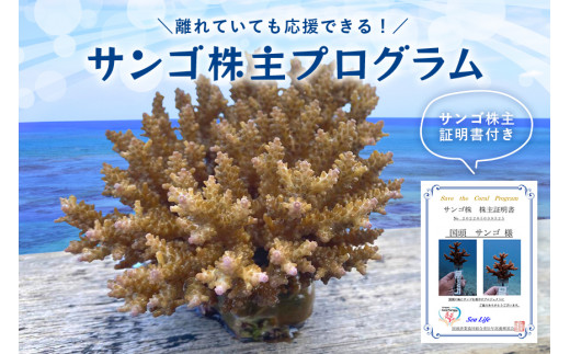 成長記録が贈られる!国頭村の「サンゴ株主」プログラム1株【1579236】