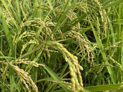 【令和8年産予約】大自然で育てた「コシヒカリ」10kg(5kg x 2) 白米 100％単一原料米 産地直送米 贈答 おいしい お米 精米 コシヒカリ ブランドコシヒカリ おこめ 健康 ギフト 内祝い