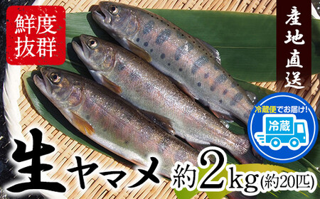 生ヤマメ 2kg 約20匹 山江村ヤマメ生産組合《30日以内に出荷予定(土日祝除く)》ヤマメ 山女魚 山女 2kg 約20匹 魚介類 魚 生鮮品 送料無料 冷蔵便