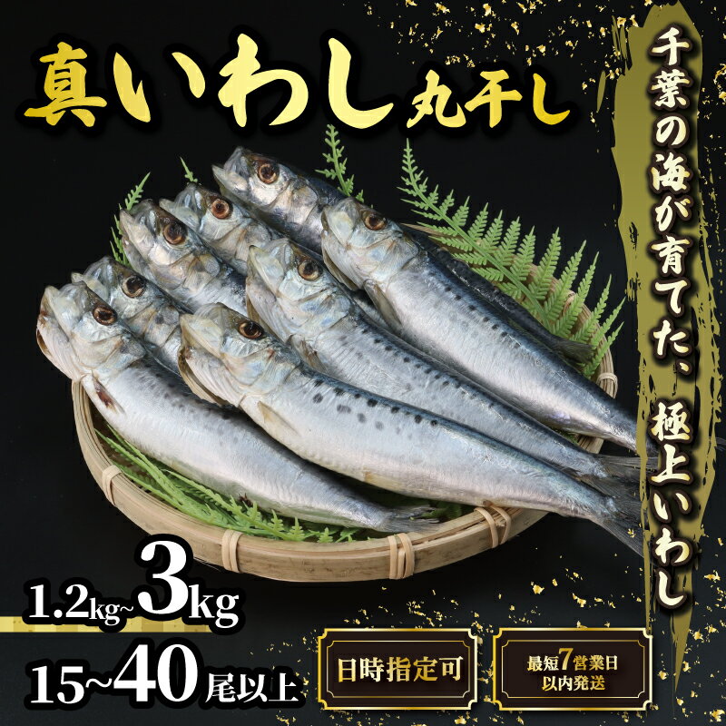 【ふるさと納税】 ＼最短7営業日以内発送／ いわし 丸干し 選べる 容量 約 1.2kg 3kg 15尾以上 40尾以上 国産 千葉県産 イワシ スピード発送 鰯 簡単調理 酒 ビール 日本酒 人気 魚 海鮮 千葉県 旭市 有限会社井上商店