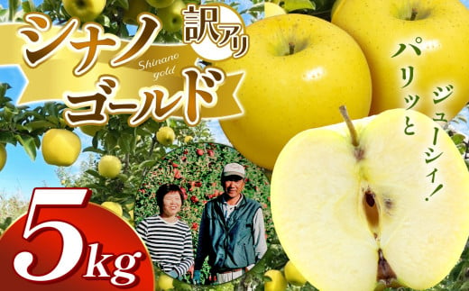  【 10月下旬から順次発送 】訳アリ　シナノゴールド　5㎏　（14～18玉）｜  シナノゴールド 林檎 りんご 長野県 松本市 果物 フルーツ ふるさと納税