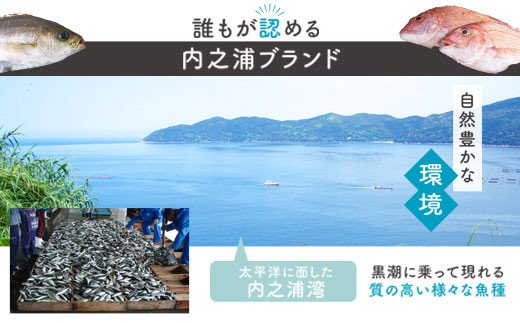 【D09001】【6回定期便】魚屋さんの選んだ新鮮お魚詰め合わせ（約4人分）_イメージ4