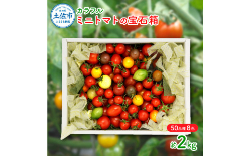 【先行予約】カラフルミニトマトの宝石箱 （約2kg）〈2026年12月下旬から順次発送〉 トマト ミニトマト とまと カラフルミニトマト 詰め合わせ 15品種以上 新鮮野菜 カラフル トマト とまと 美味しい サラダ 野菜 高知県産 高知県 土佐市【ファーム輝】 [BQBM007]