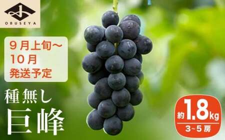 長野県産 種無し巨峰 約1.8kg 3～5房 ［小布施屋］ 果物 フルーツ ぶどう 葡萄  種無し 種なし 令和8年産【2026年9月上旬～10月発送】