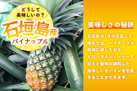 【先行予約】石垣島産 ハワイ種 パイン (3玉 約3㎏) 《6月上旬頃より順次発送》【 産地直送 沖縄 石垣 パイナップル フルーツ 】TP-4