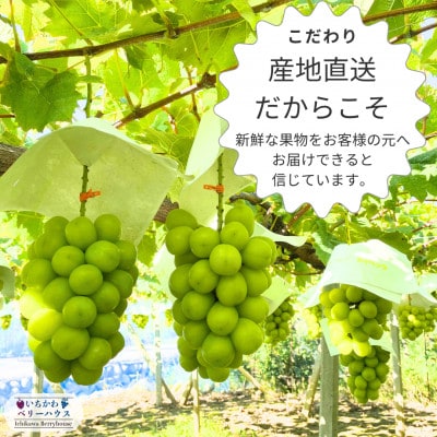 農園直送!厳選!山梨産シャインマスカット2房(1kg以上)【配送不可地域：離島・沖縄県】