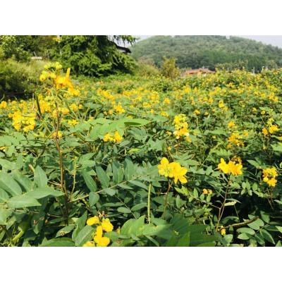 ふるさと納税 北広島町 和漢ハーブの女王!よもぎ茶　10包 |  | 02