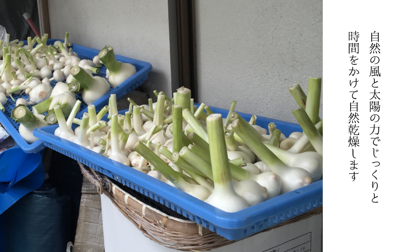 【先行予約】ひでちゃんのジャンボニンニク（バラ）1kg