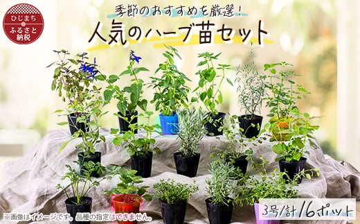 
元気なおすすめハーブ苗16ポットセット＜3号ポット＞【1085904】
