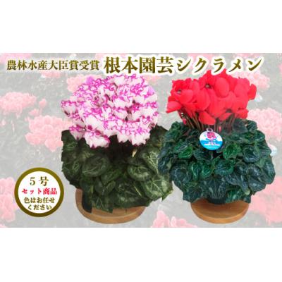 ふるさと納税 南相馬市 【2026年 先行予約】シクラメン 色おまかせ 5号×2鉢 | 花ギフト プレゼント 花苗 根本園芸