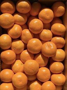 ［ご家庭用・サイズＳ］和歌山有田産！早生みかん≪10kg≫［予約販売］［数量限定］まる隆果樹園