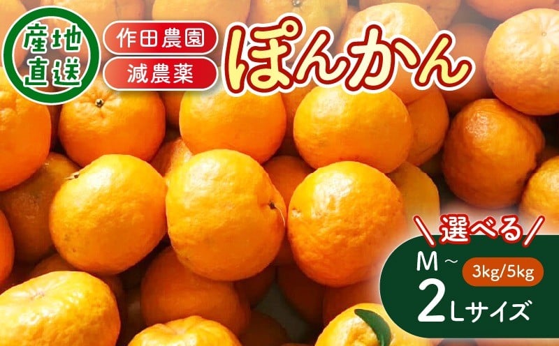 
            【訳あり】 【選べる内容量】 【期間限定】 作田農園直送！ポンカンM L 2L 3kg 5㎏ 減農薬 有機肥料 ポンカン ぽんかん くだもの 果物 フルーツ 柑橘 かんきつ みかん ミカン 人気 ふるさと納税　
          