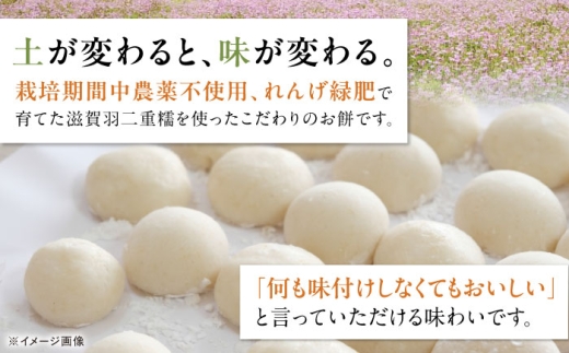 滋賀羽二重糯 丸餅 モチ 餅 もち まるもち 丸いお餅 丸い餅 羽二重糯 羽二重餅 お雑煮 焼餅 お汁粉 人気 おすすめ 長浜市