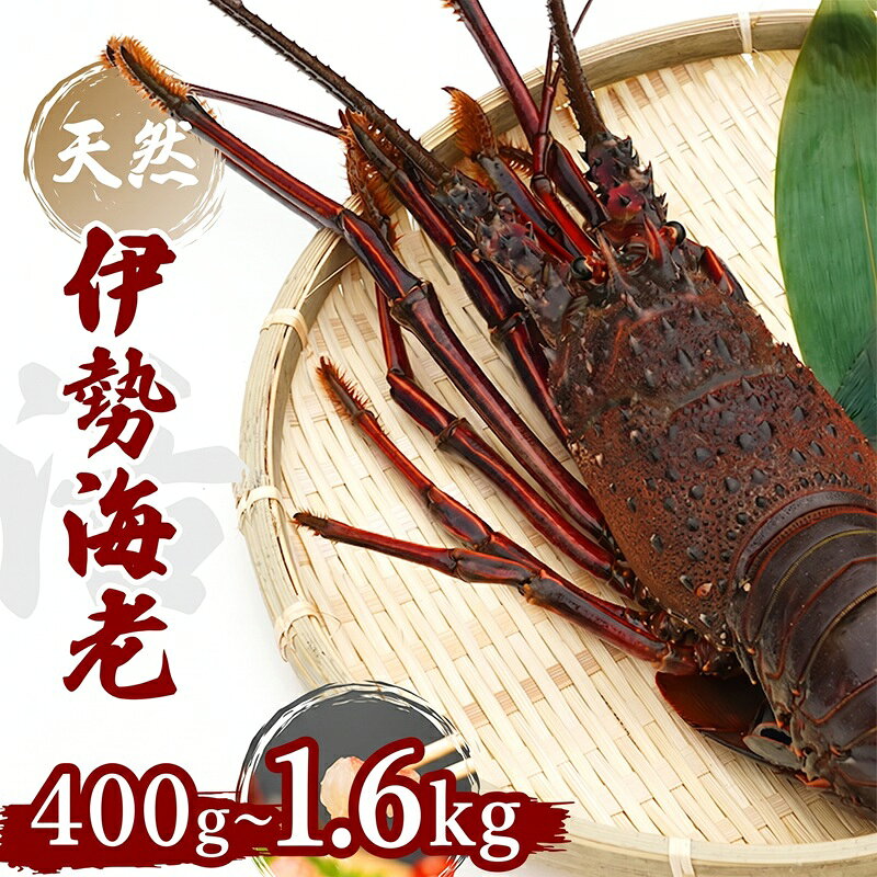 【ふるさと納税】 産地直送 生 伊勢海老400g~1.6kg おすすめ えび 海老 贈答 生きたまま発送 いせえび 人気 えび 魚介類 海鮮 刺身 シピ付き 高級 ふるさと納税伊勢海老 高知県 新鮮 祝い事 パーティ お正月